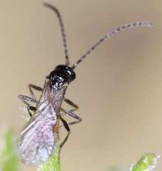 Aphidiinae