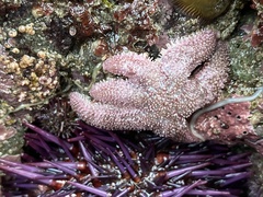 Leptasterias hexactis