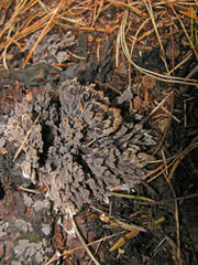 Thelephora palmata