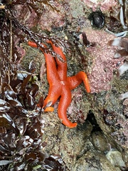 Henricia