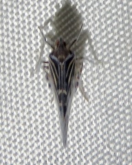 Cixiidae