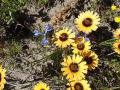 Moraea tripetala