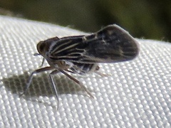 Cixiidae