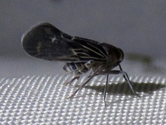 Cixiidae