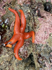 Henricia