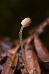 Mycena aciculata