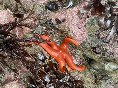 Henricia