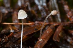 Mycena aciculata