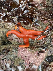 Henricia