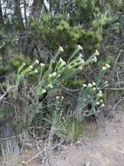 Ozothamnus