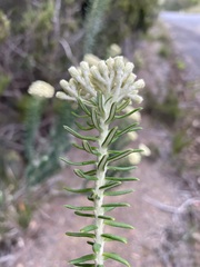 Ozothamnus