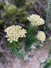 Ozothamnus