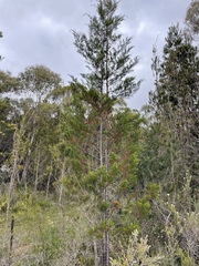 Callitris rhomboidea