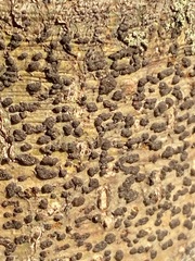 Bathelium carolinianum