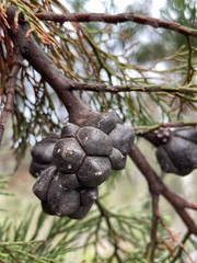 Callitris rhomboidea