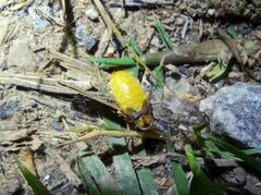 Lamprohiza mulsantii