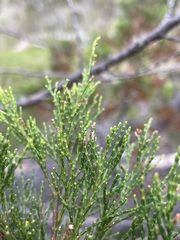 Callitris rhomboidea