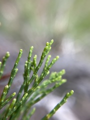 Callitris rhomboidea