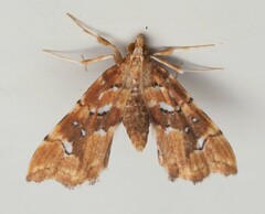 Musotima nitidalis