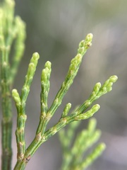 Callitris rhomboidea