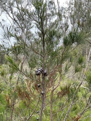 Callitris rhomboidea