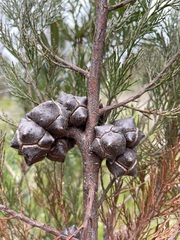 Callitris rhomboidea