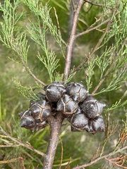 Callitris rhomboidea