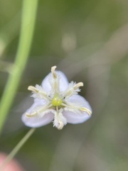 Arthropodium milleflorum