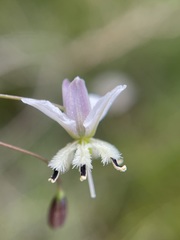 Arthropodium milleflorum