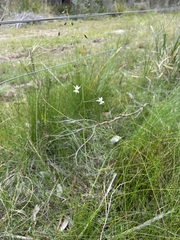 Arthropodium milleflorum