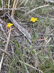 Goodenia lanata