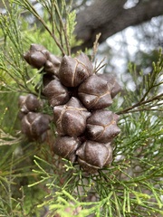 Callitris rhomboidea