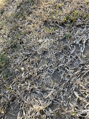 Stenotaphrum secundatum