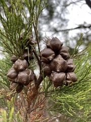 Callitris rhomboidea