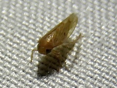 Xestocephalus