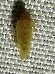 Xestocephalus
