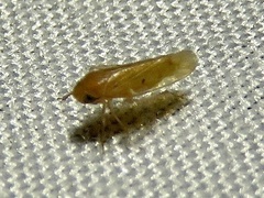 Xestocephalus