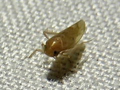Xestocephalus