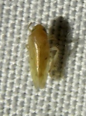 Xestocephalus