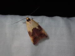 Ageletha