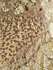 Bathelium carolinianum