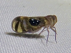 Pintalia constellaris