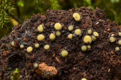 Podophacidium xanthomelum