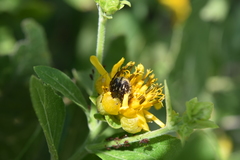 Euphoria subtomentosa