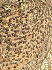 Bathelium carolinianum