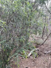 Micrantheum hexandrum