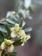 Micrantheum hexandrum