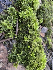 Hypnodendron