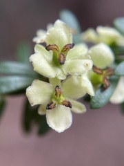 Micrantheum hexandrum