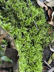 Hypnodendron